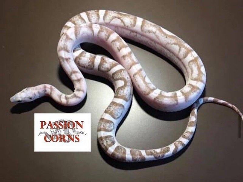 scaleless ghost corn snake